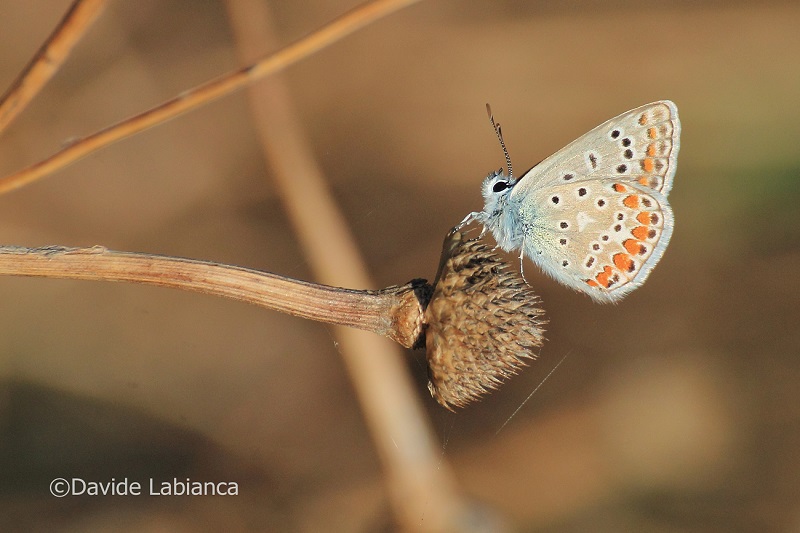 farfalla - close up