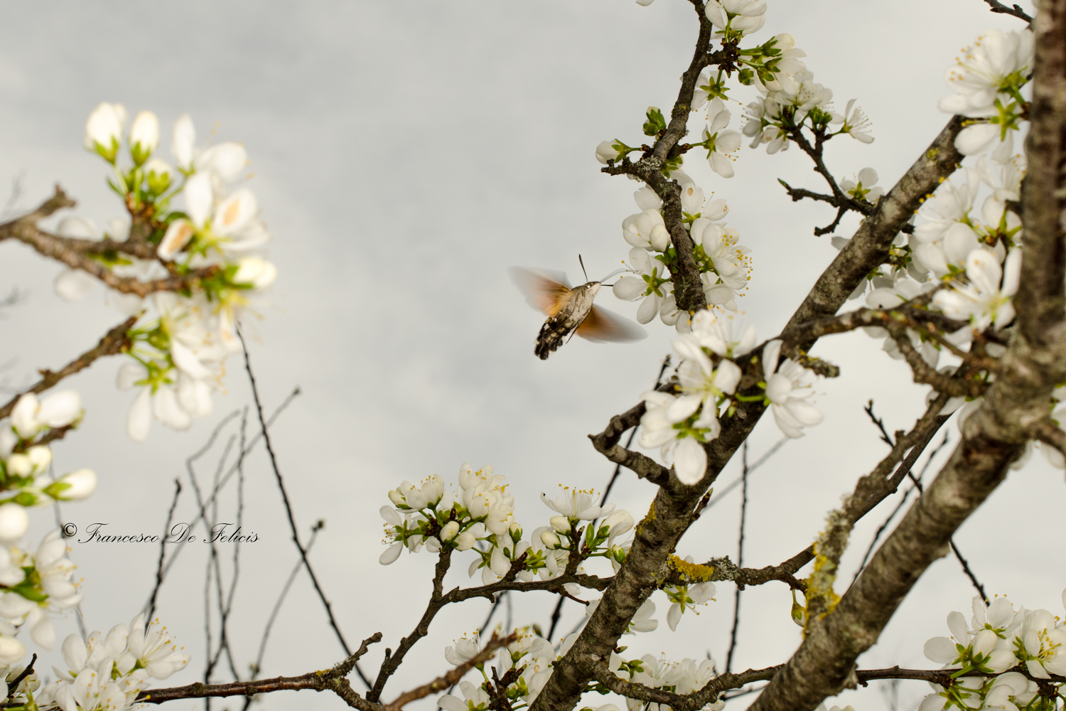 Farfalla colibrì