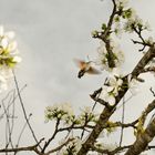 Farfalla colibrì