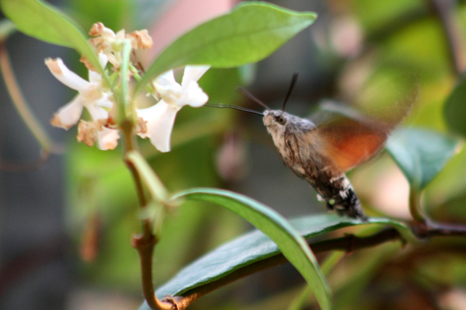 Farfalla colibrì