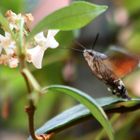 Farfalla colibrì