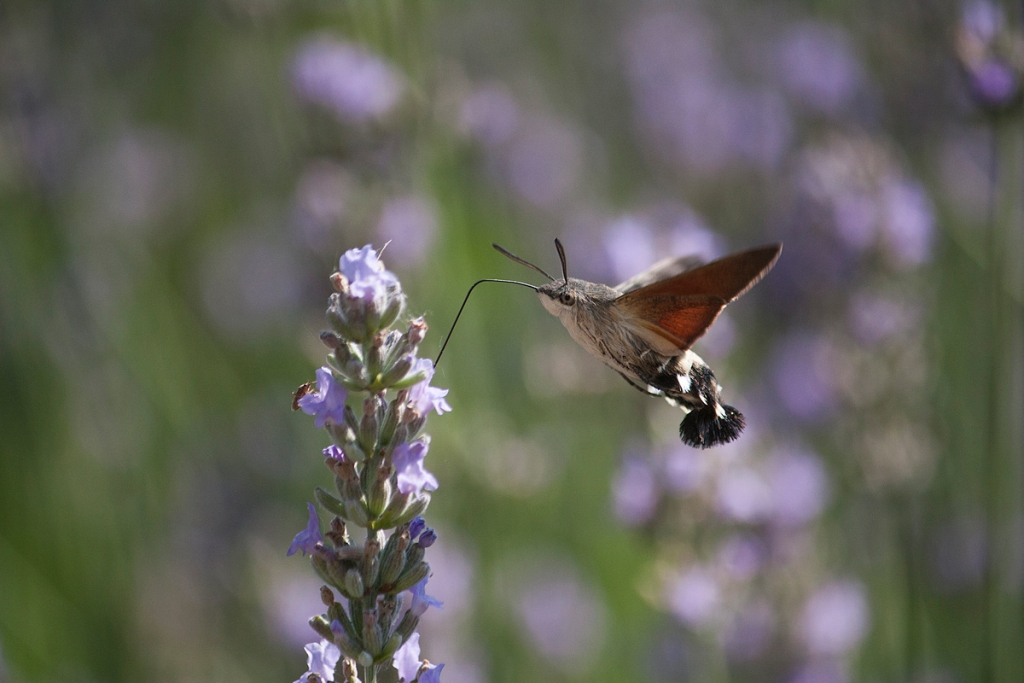 Farfalla colibrì