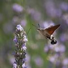 Farfalla colibrì