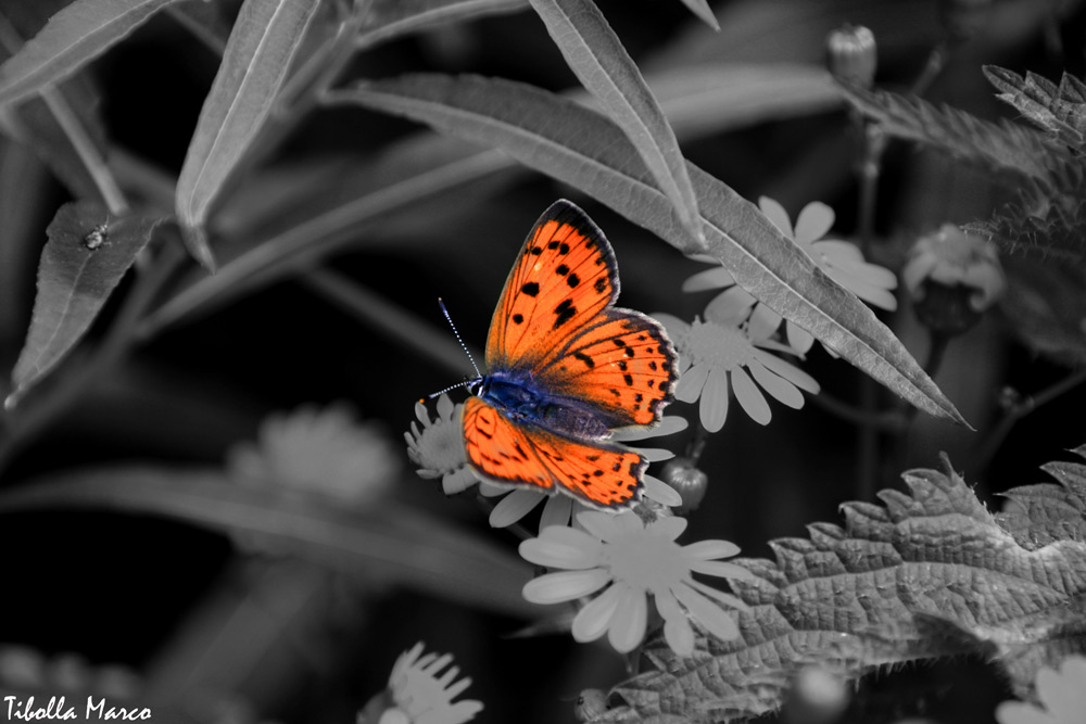 Farfalla colorata