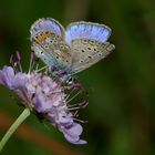 farfalla colorata