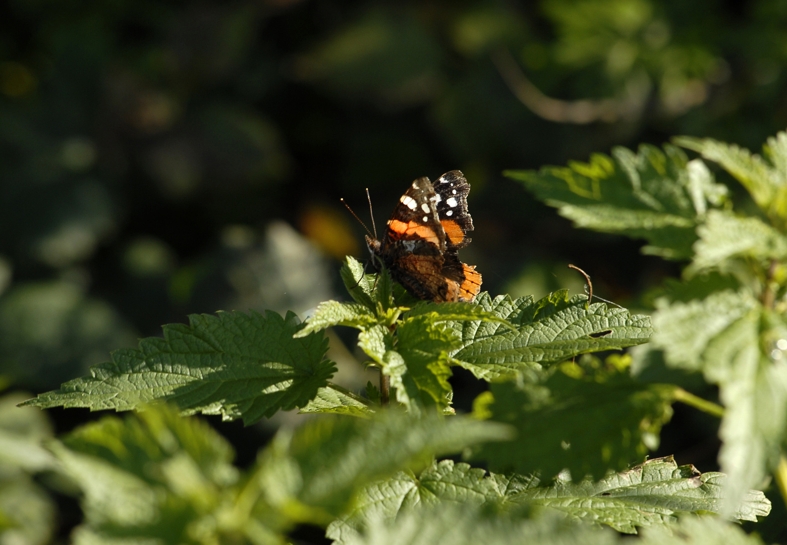 Farfalla d'autunno