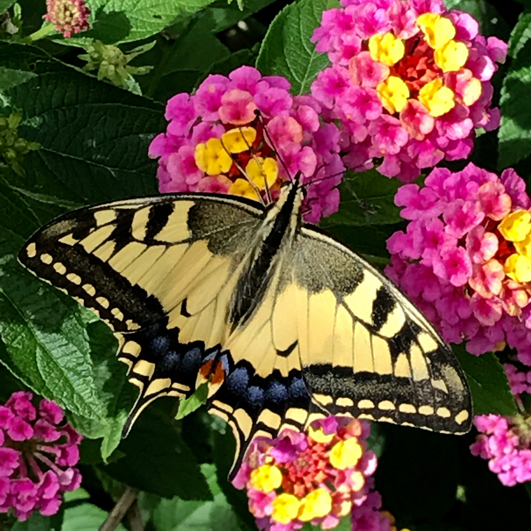 Farfalla del mio giardino di Montisola 2