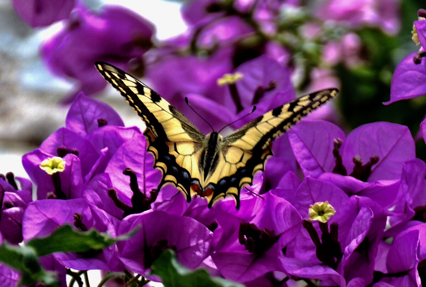 Farfalla  del mio giardino di Montisola