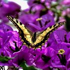 Farfalla  del mio giardino di Montisola