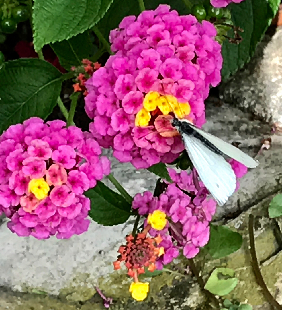 Farfalla del mio giardino di Montisola 