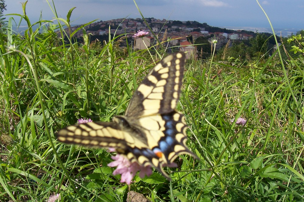 Farfalla di Curinga