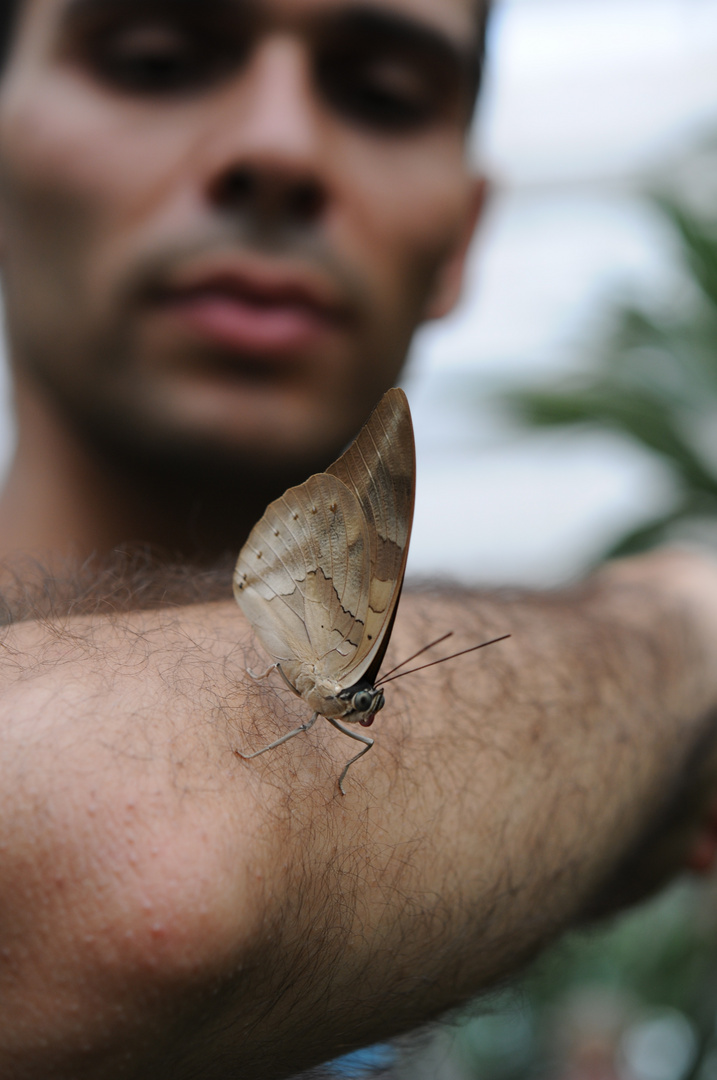 Farfalla domestica