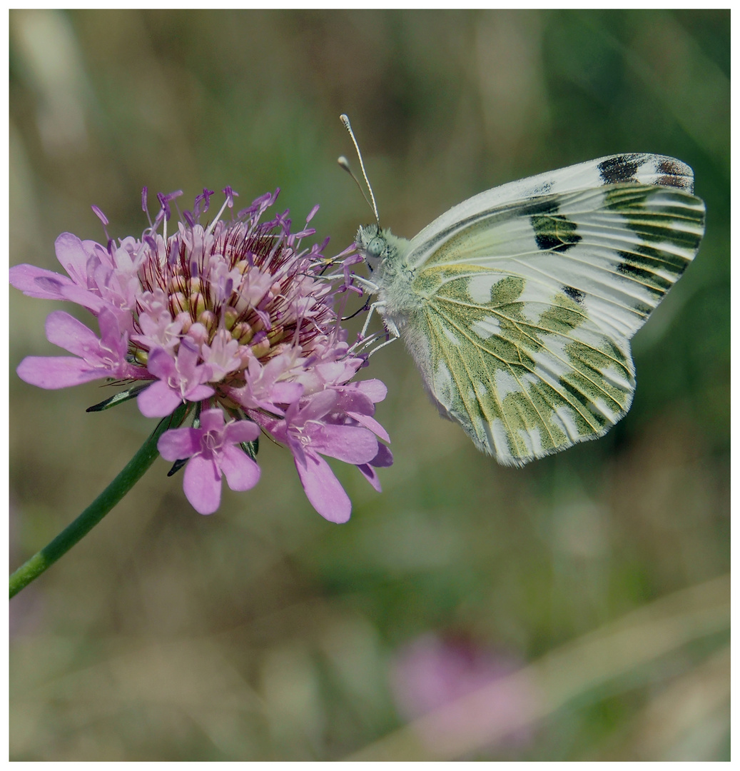 Farfalla e fiore