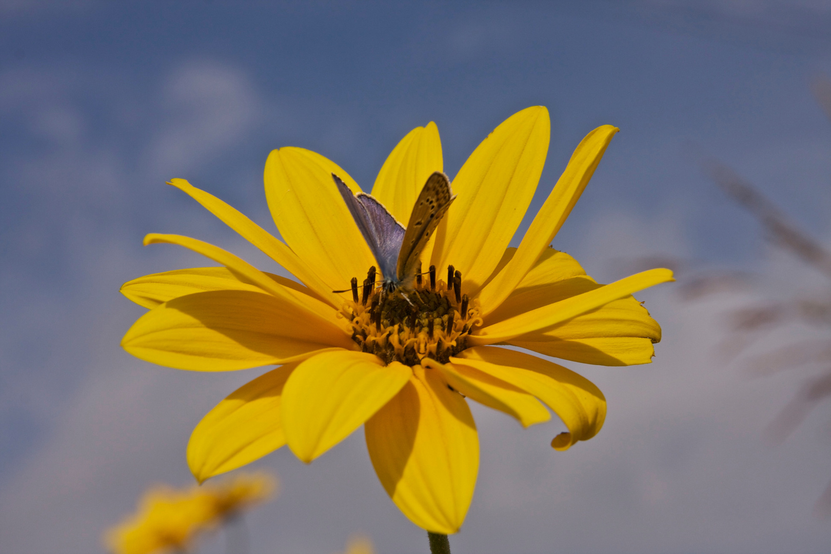 Farfalla e fiore giallo