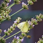 Farfalla e lavanda