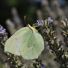 Farfalla e lavanda