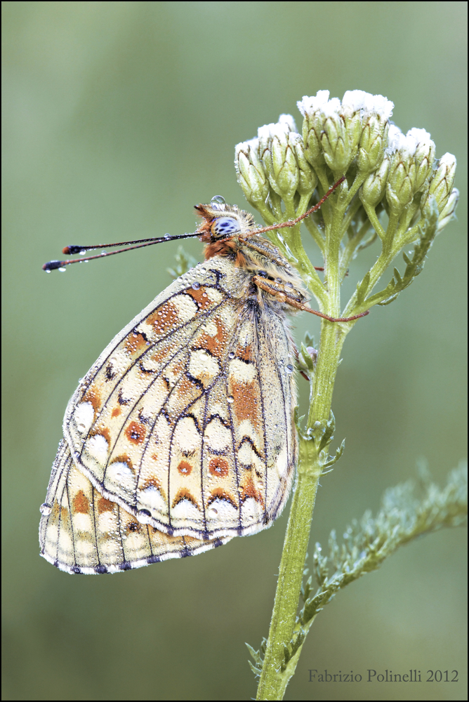 farfalla e rugiada