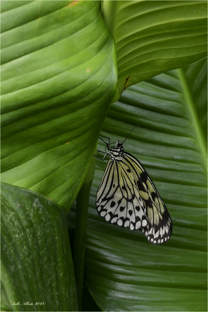 Farfalla "Idea leuconoe"