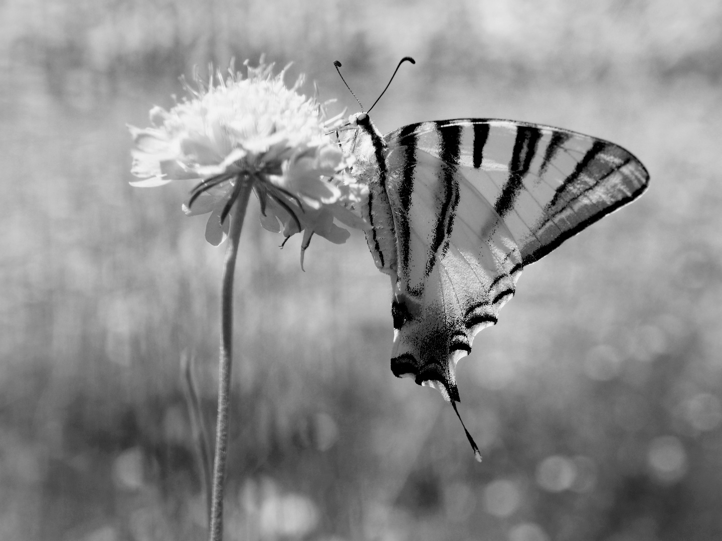 Farfalla in BW..iphiclides podalirius