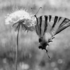 Farfalla in BW..iphiclides podalirius