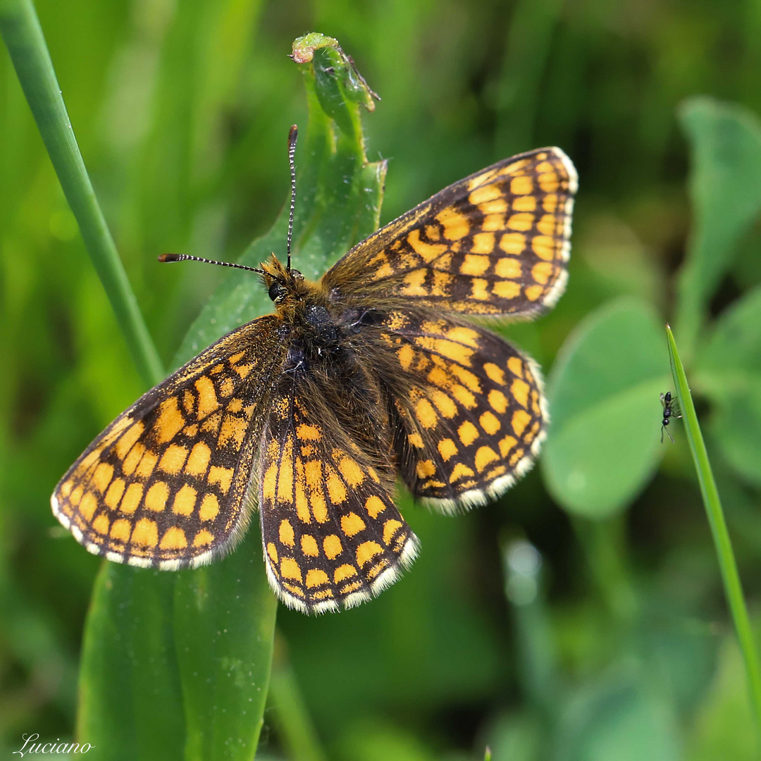 farfalla in compagnia di una formica