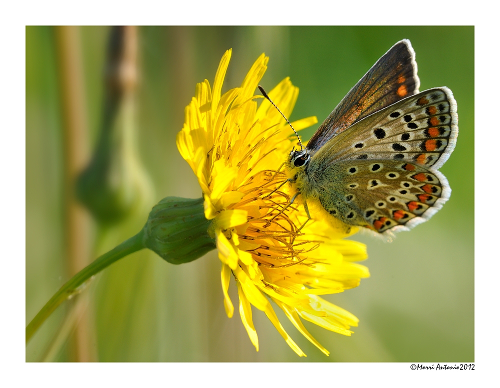 Farfalla in giallo