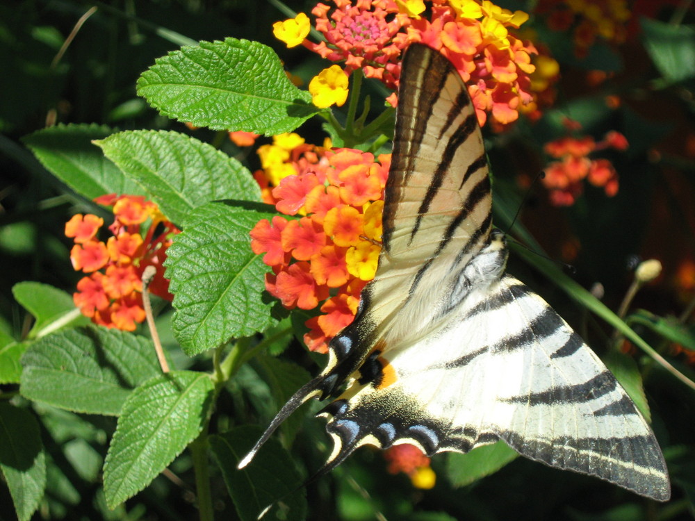 Farfalla in giardino