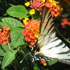 Farfalla in giardino