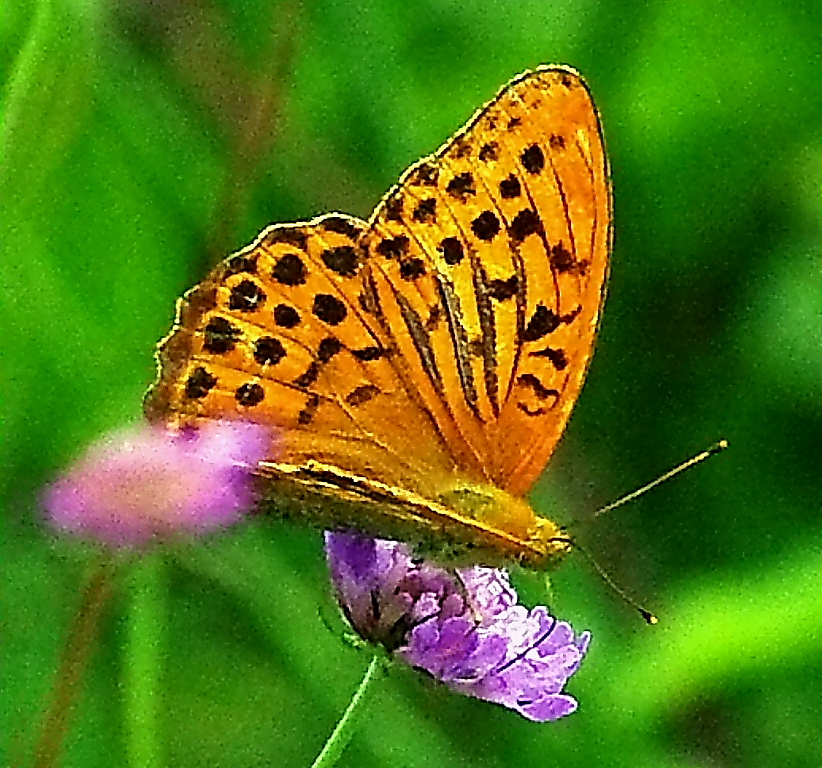 Farfalla in montagna