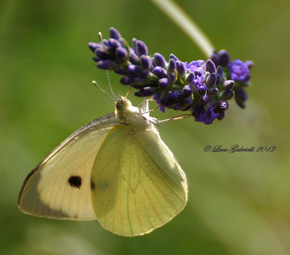 Farfalla in posa