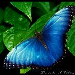 Farfalla Laotiana