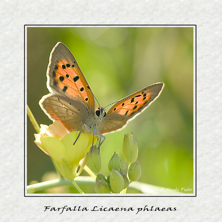 farfalla licaena phlaeas 