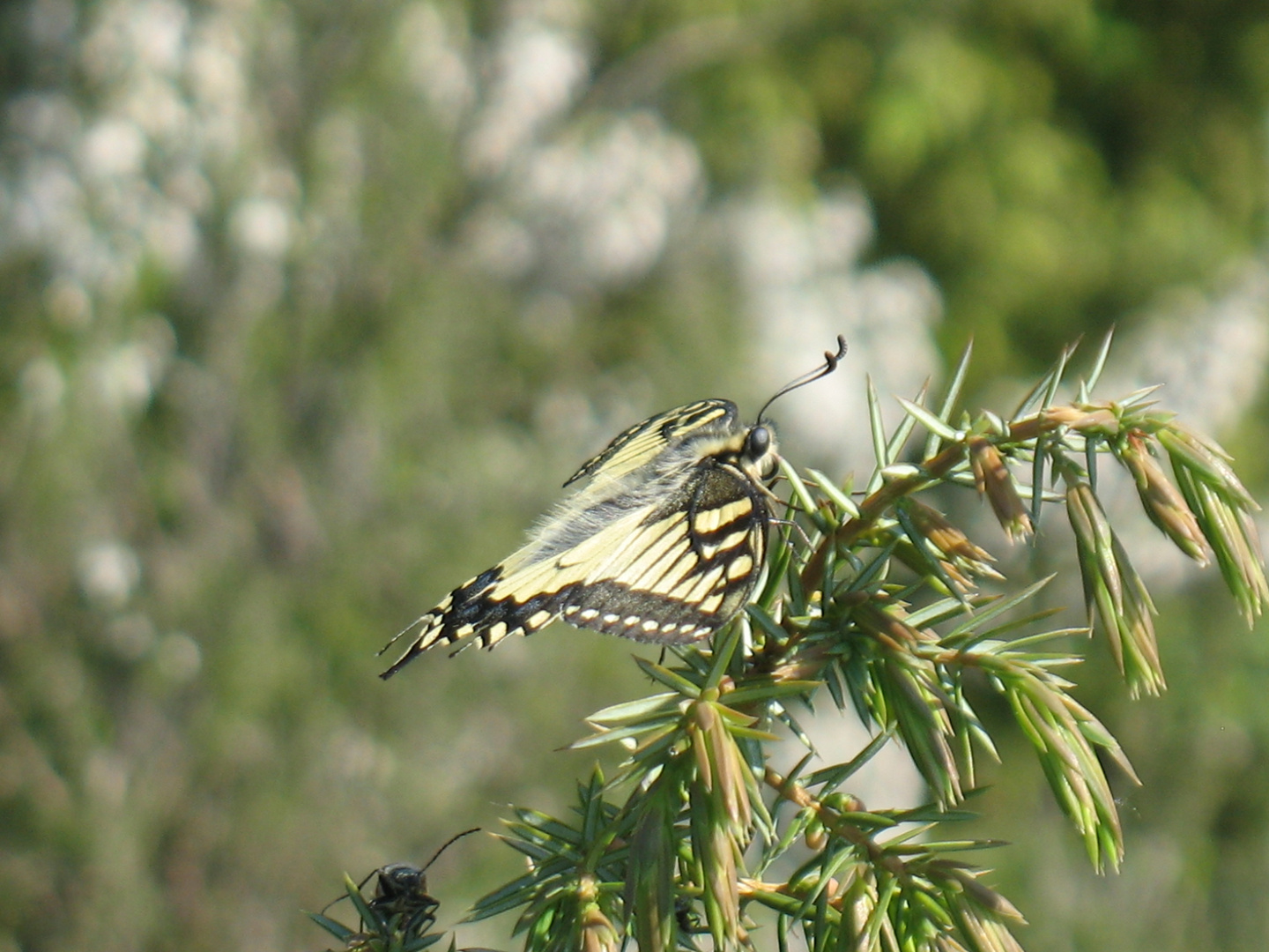 Farfalla Macaone