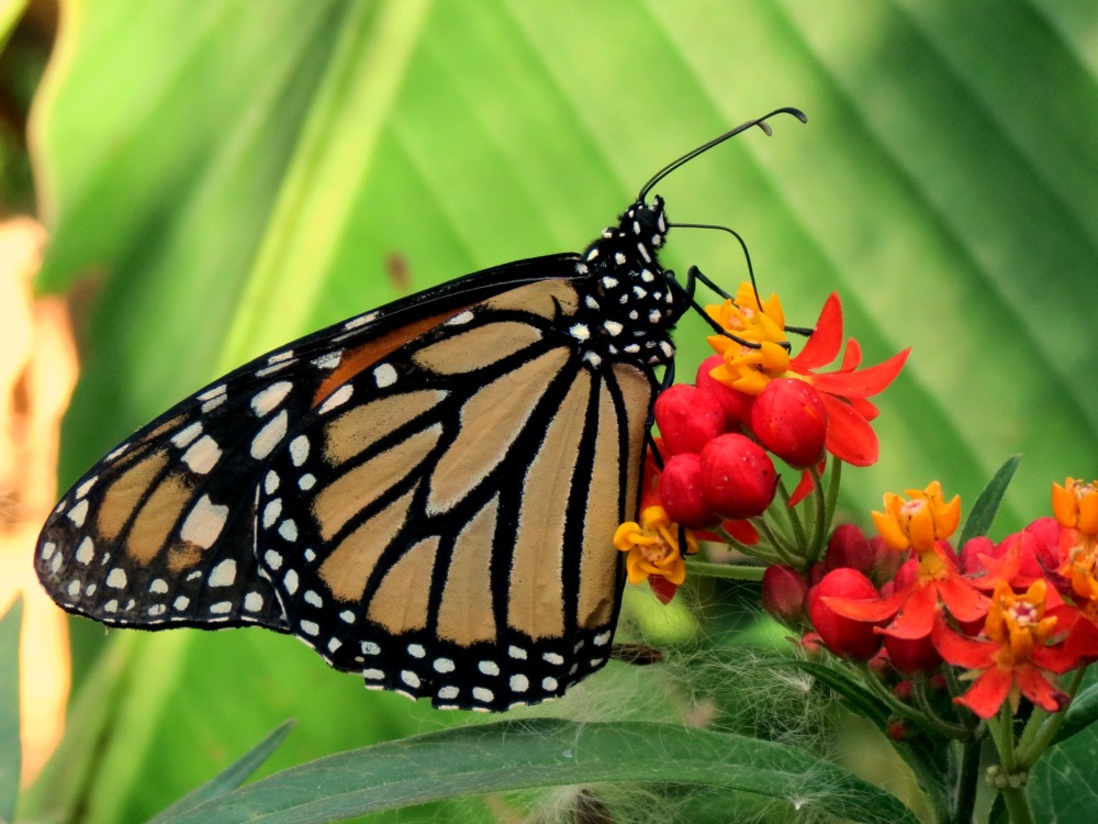 Farfalla Monarca Foto Immagini macro e