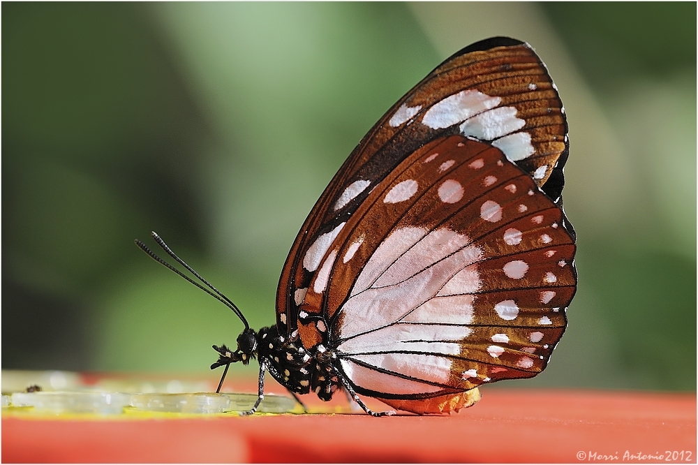 Farfalla Monarca Foto Immagini macro e