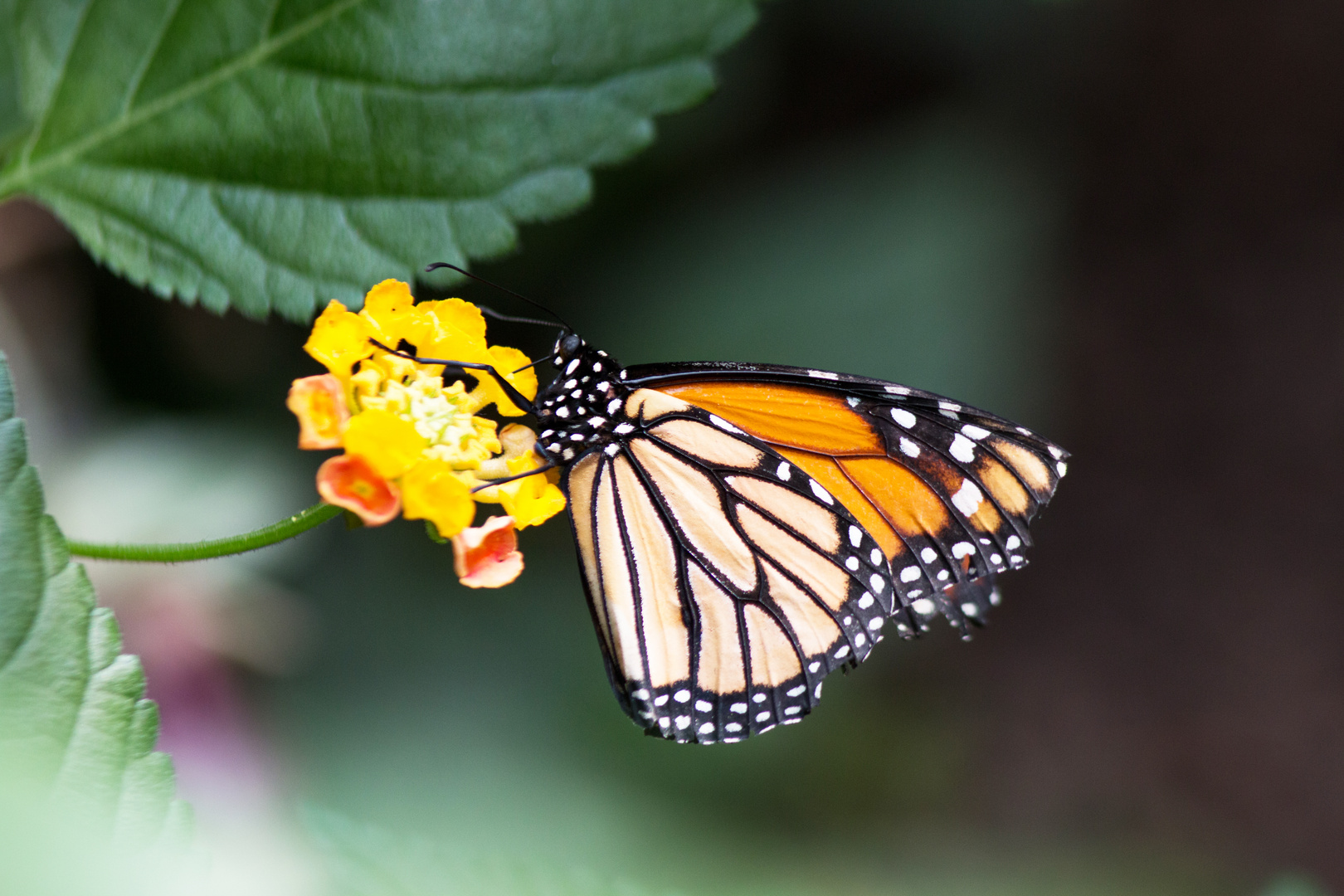 Farfalla Monarca - Michoacan - Messico