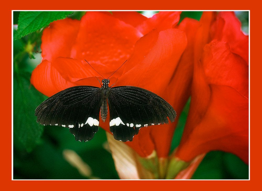 Farfalla n.3 di 5     "Soirée"