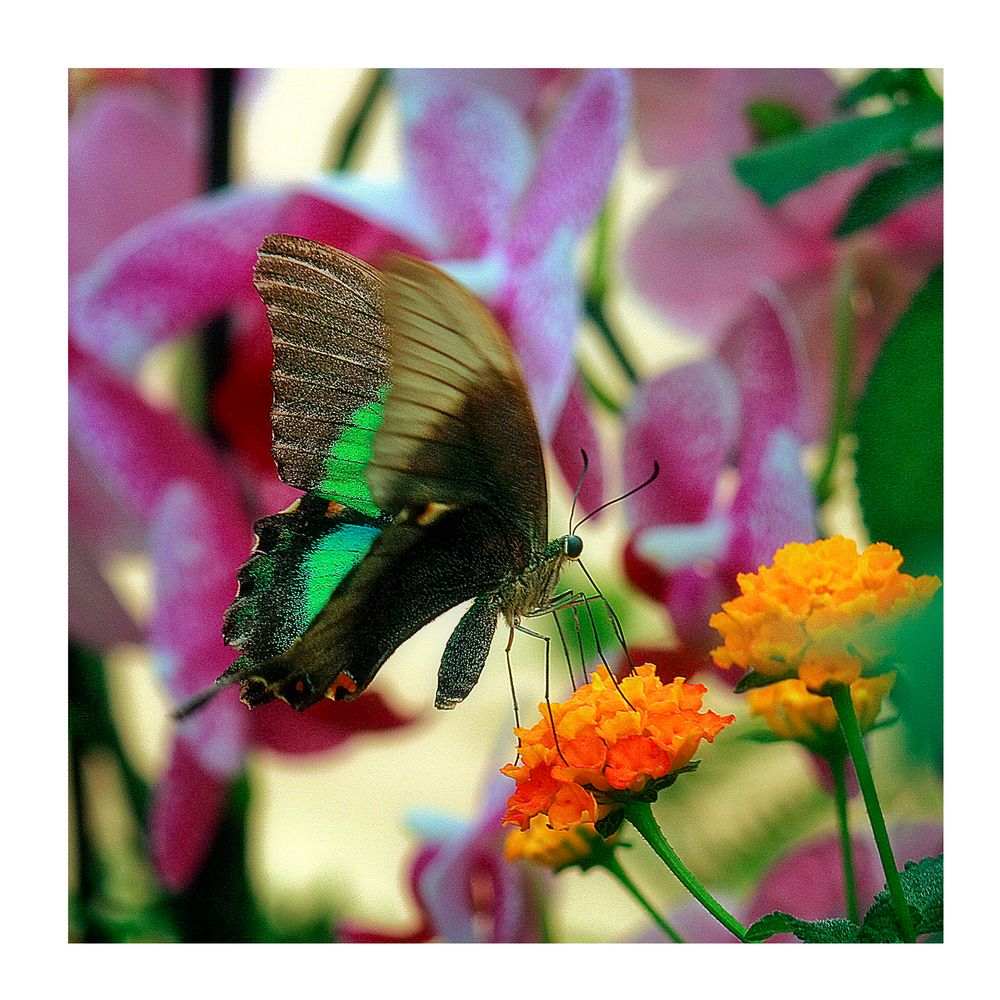 Farfalla n.4 di 5 "Positano"