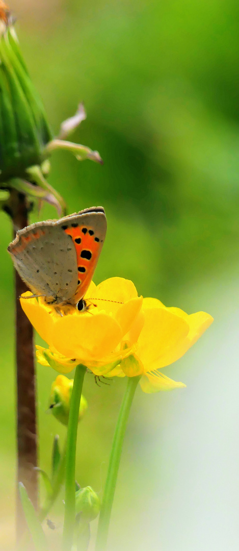 Farfalla nel fiore