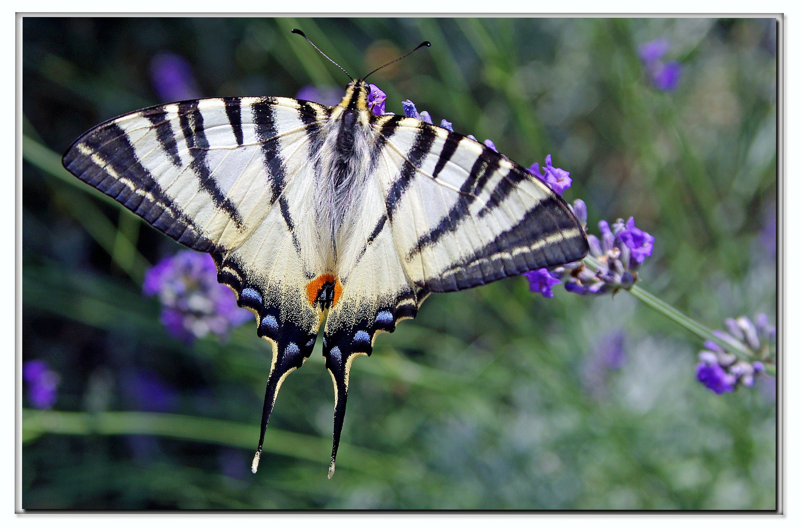 Farfalla nostrana... su lavanda casraeccia...