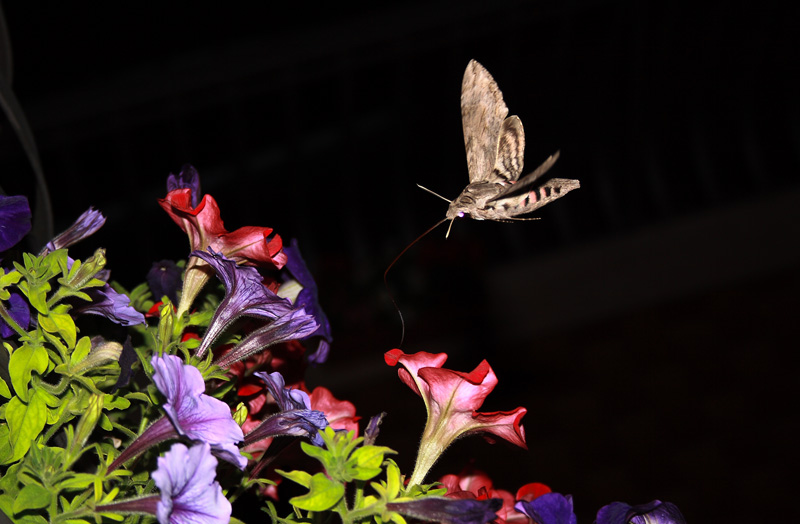 Farfalla notturna . . .