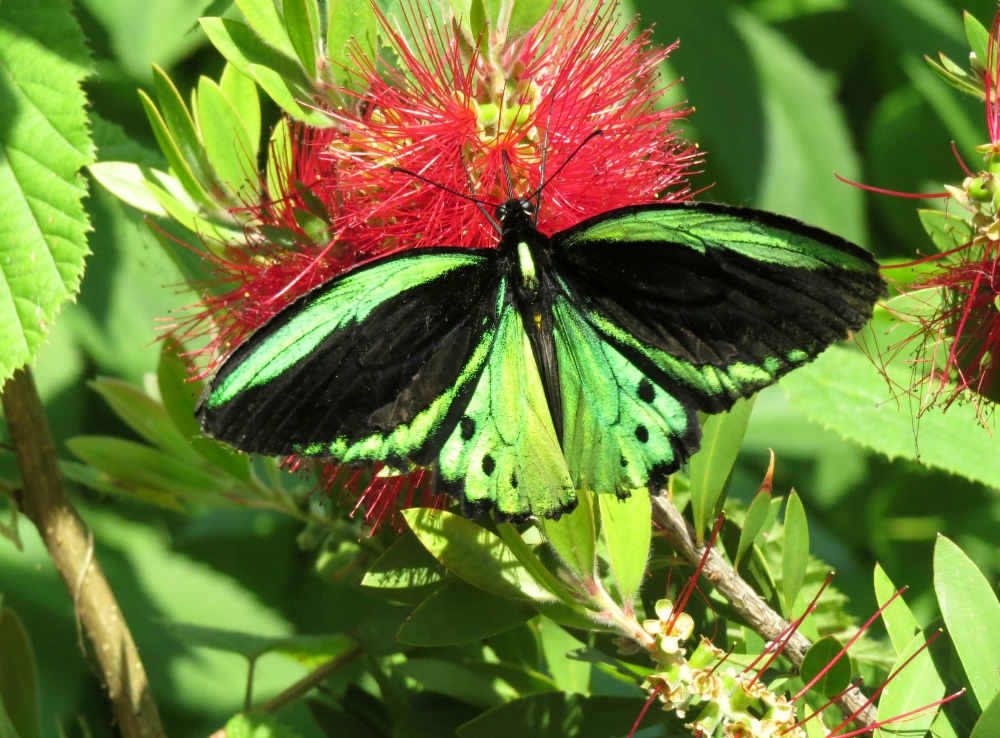 Farfalla Ornithoptera