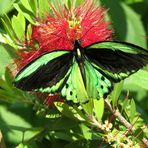 Farfalla Ornithoptera