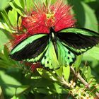 Farfalla Ornithoptera