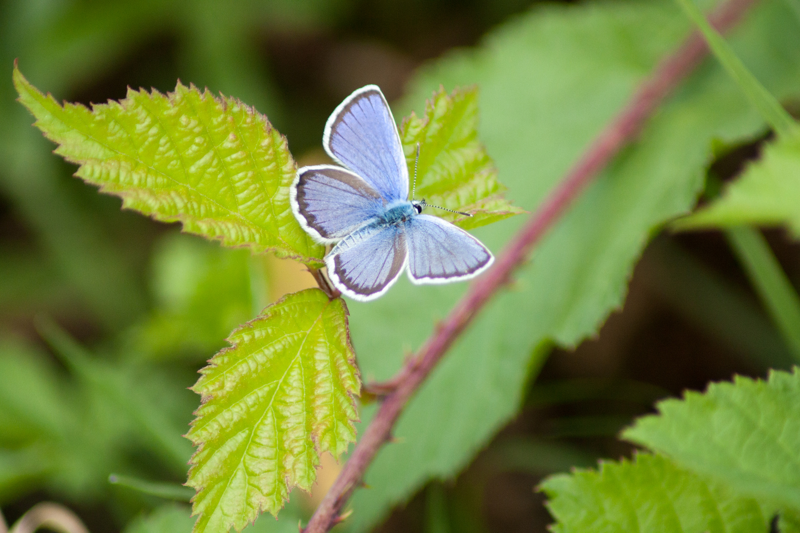 farfalla "plebejus argus"