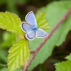 farfalla "plebejus argus"