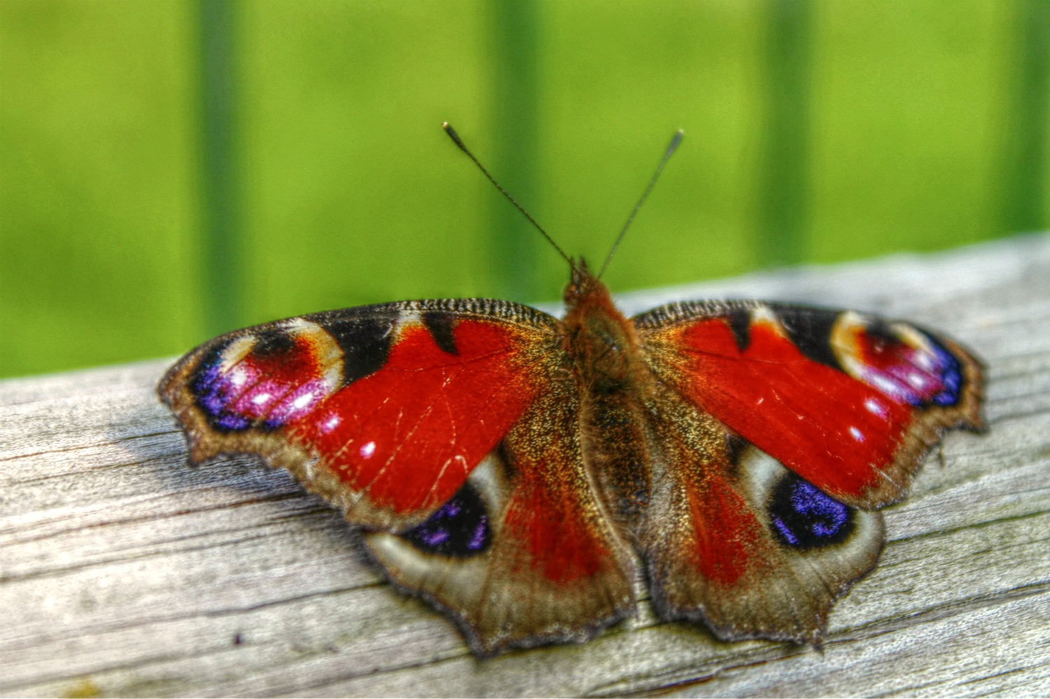 farfalla posata