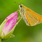 Farfalla ru rosa canina