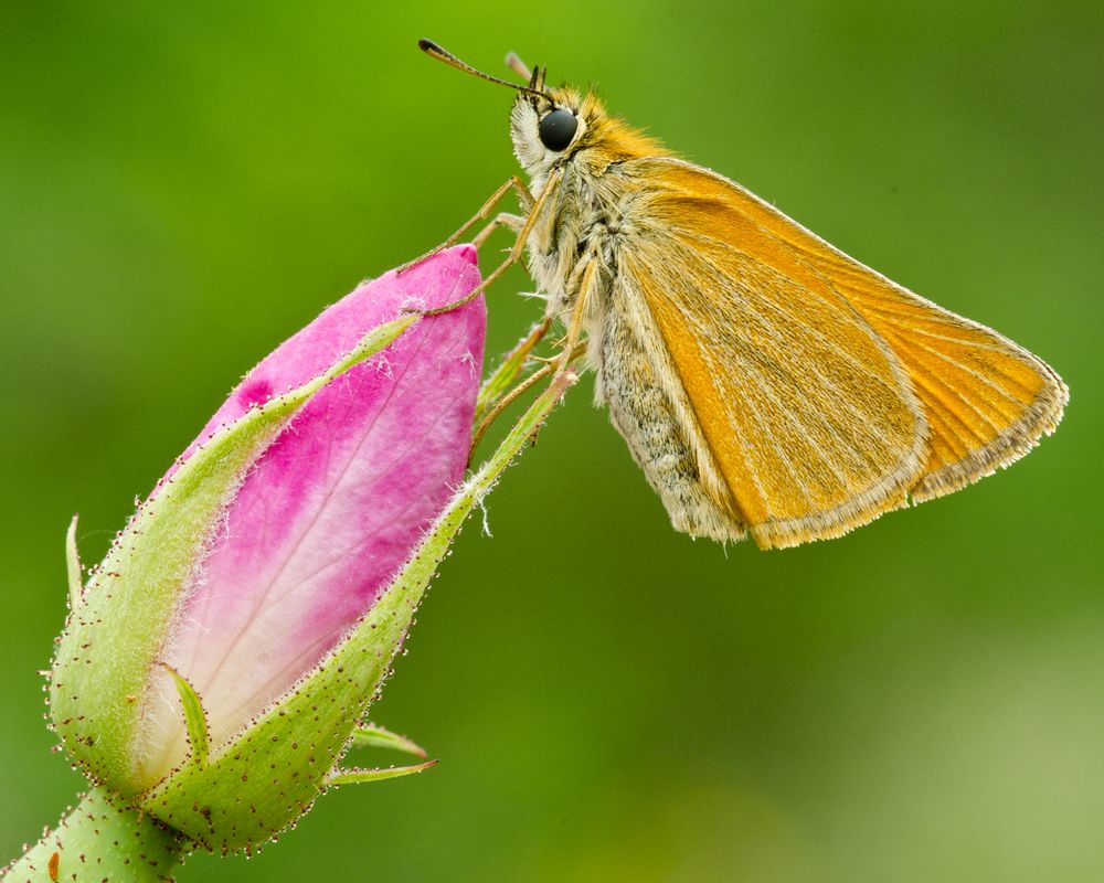 Farfalla ru rosa canina