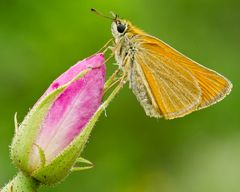 Farfalla ru rosa canina